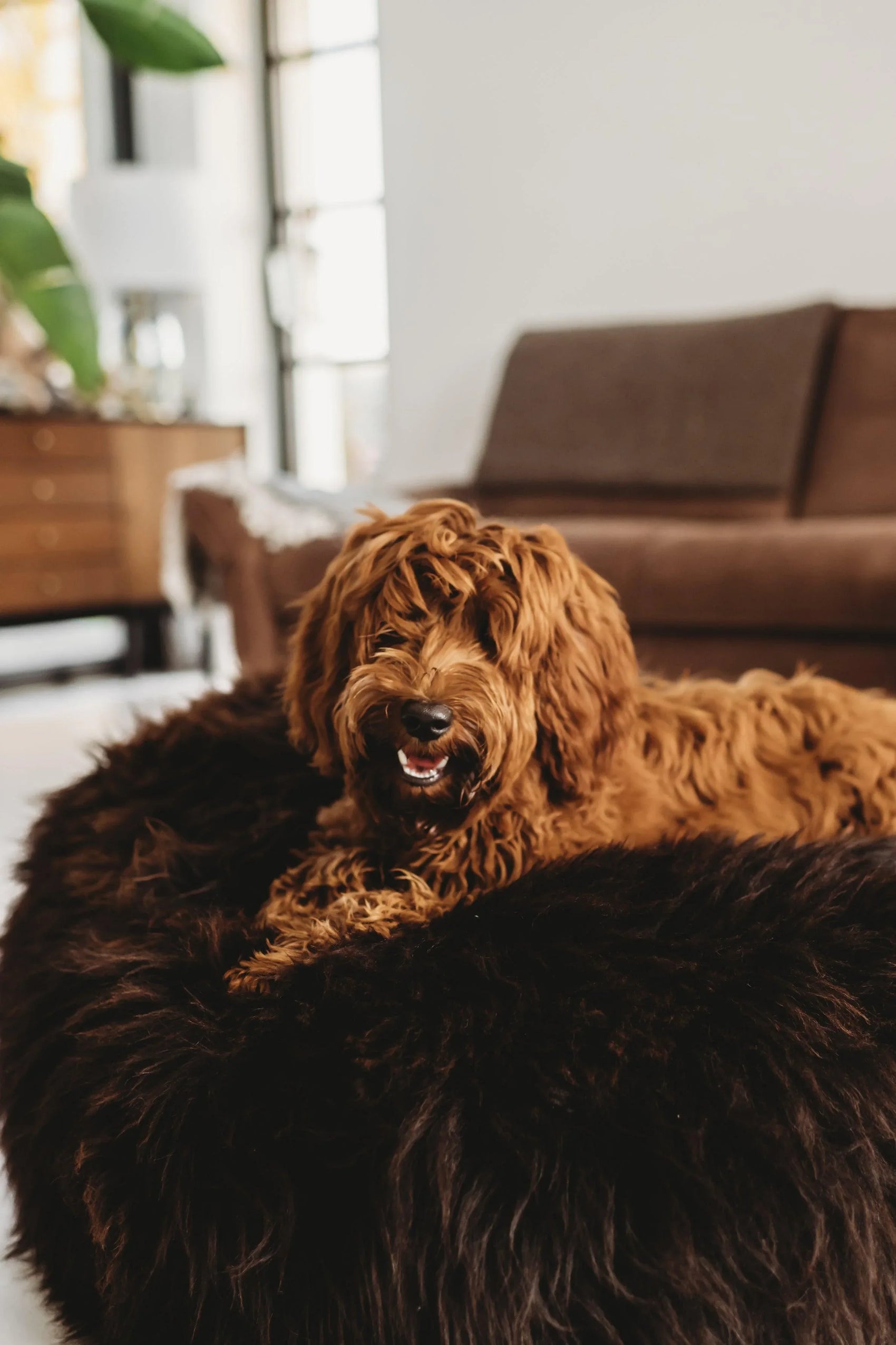 Oval Natural Sheepskin Pet Bed - Chocolate Brown - MellowConceptStore