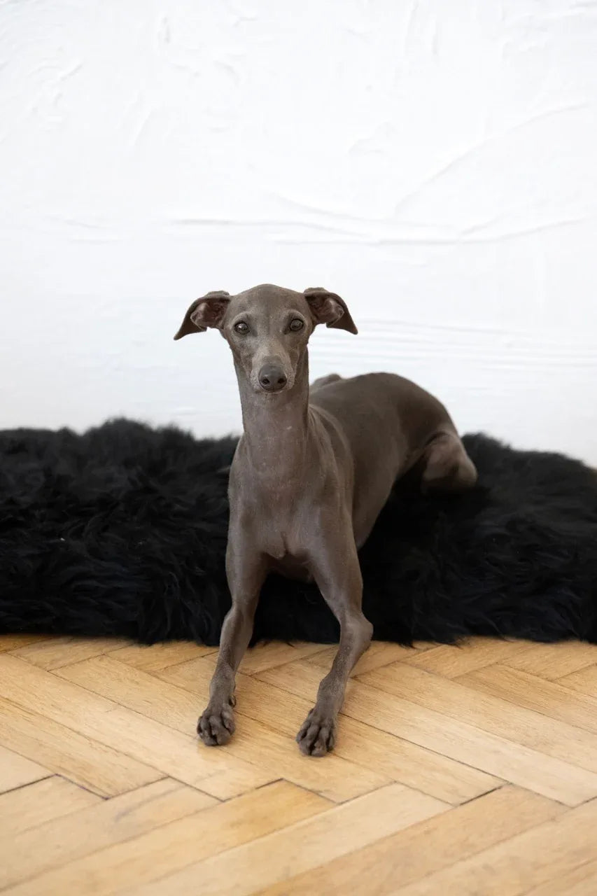 Square or Rectangular Natural Sheepskin Pet Mat - Black - MellowConceptStore