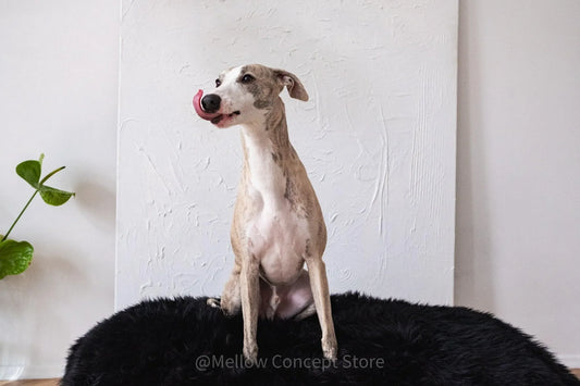 Oval Natural Sheepskin Pet Bed - Black - MellowConceptStore