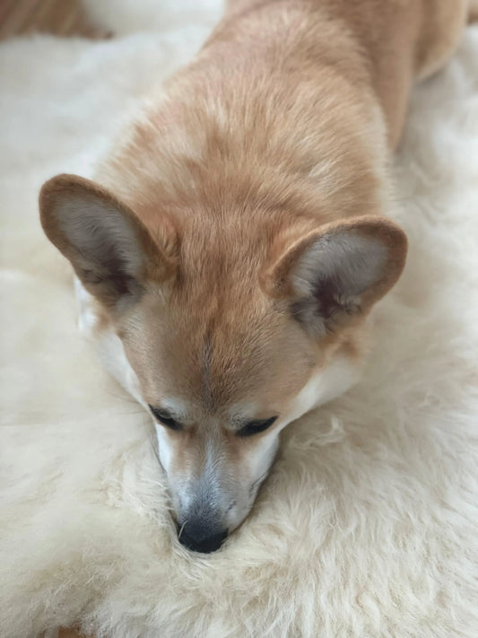 Natural Sheepskin Rug for Pet - MellowConceptStore