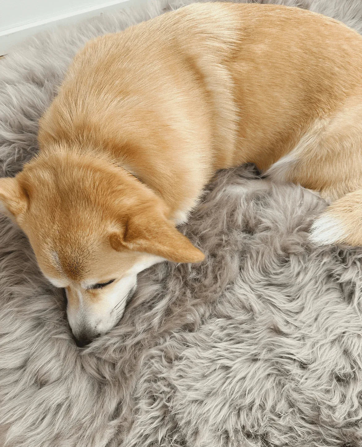 Square or Rectangular Natural Sheepskin Pet Mat - Greige - MellowConceptStore