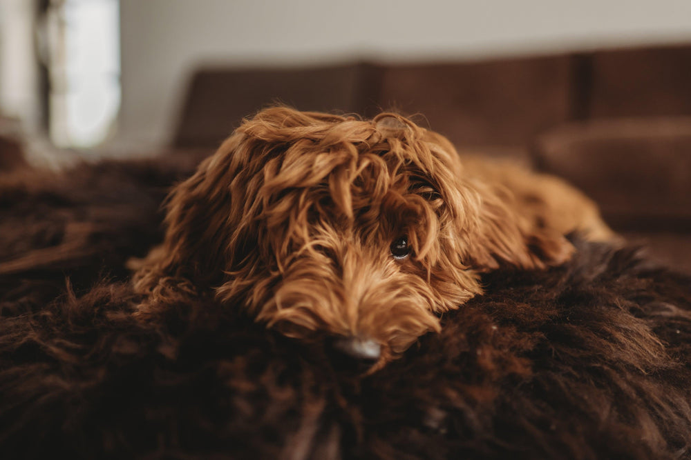 Why Sheepskin Is the Best Material for Your Pet’s Health, Comfort, and Style - MellowConceptStore