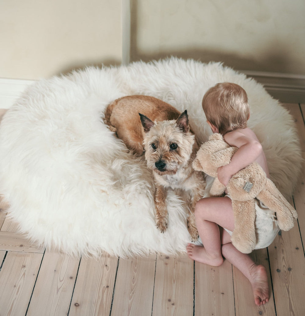 Best Dog Beds in 2025? Here’s the Truth No One’s Telling You - MellowConceptStore