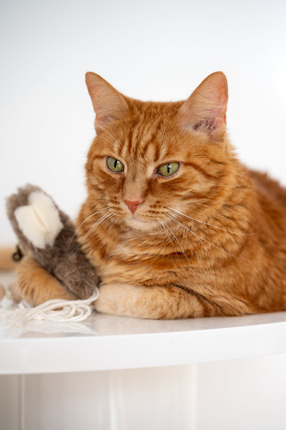 Best Cat Toys in 2025? Most Are Plastic Crap—Here’s What Your Cat Actually Needs ↓ - MellowConceptStore