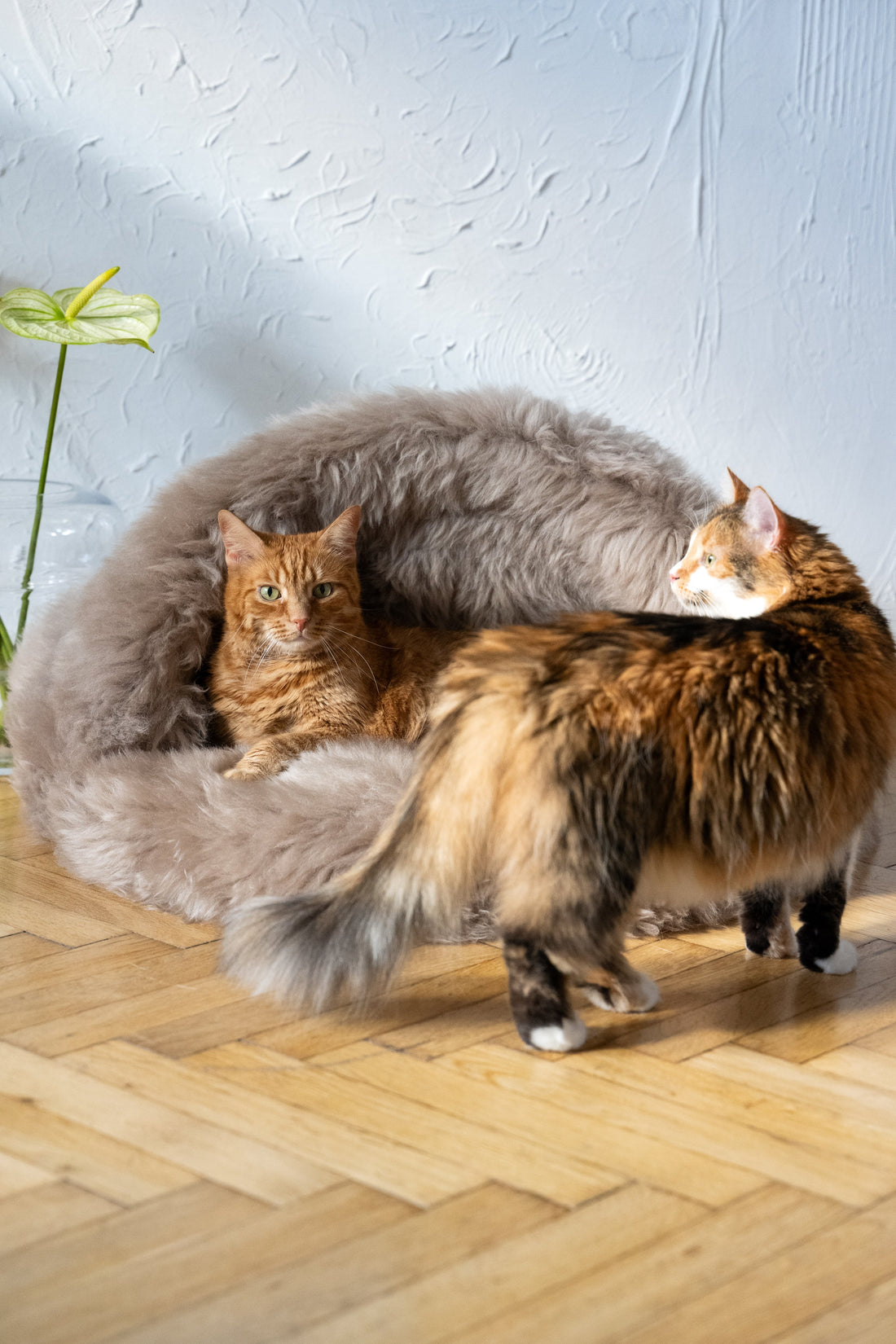 How Do You Actually Take Care of a Wool or Sheepskin Pet Bed?