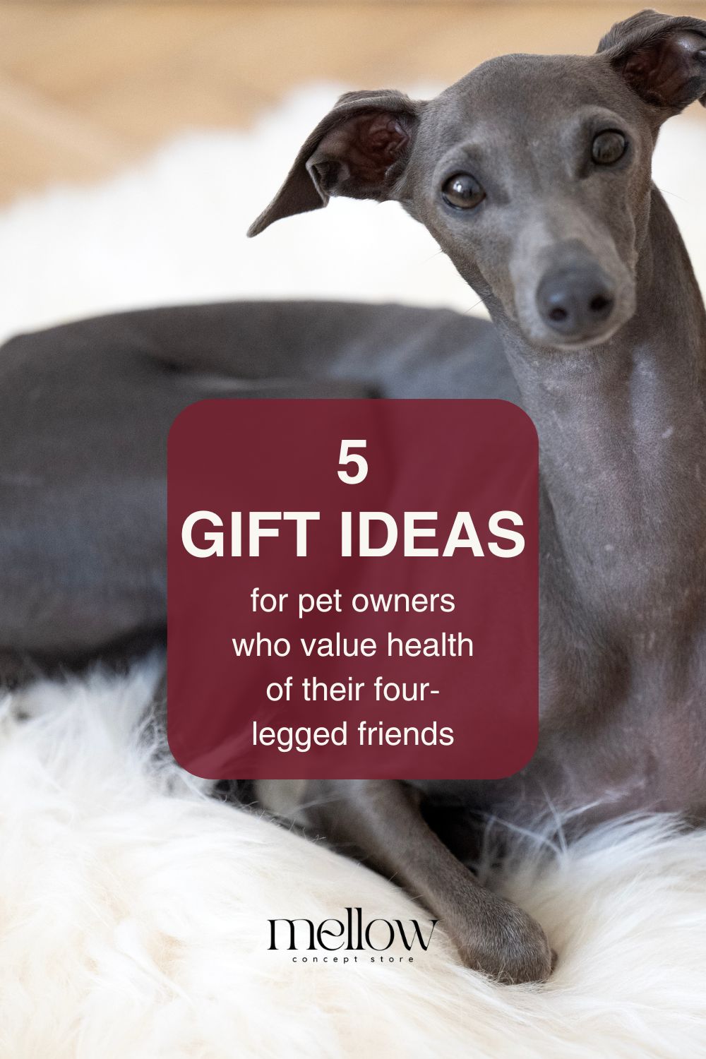 5 Gift Ideas for Pet Owners Who Value the Health of Their Four-Legged Friends - MellowConceptStore