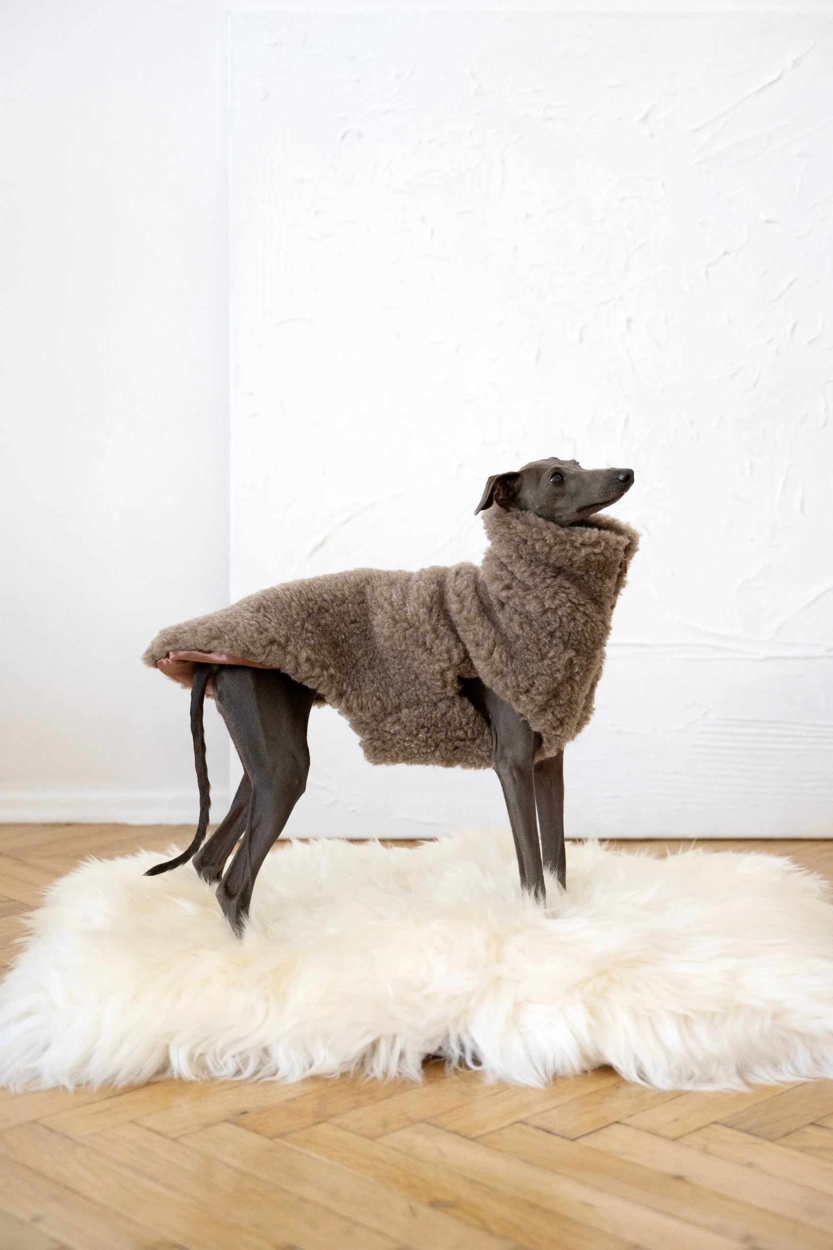 Pet Clothing