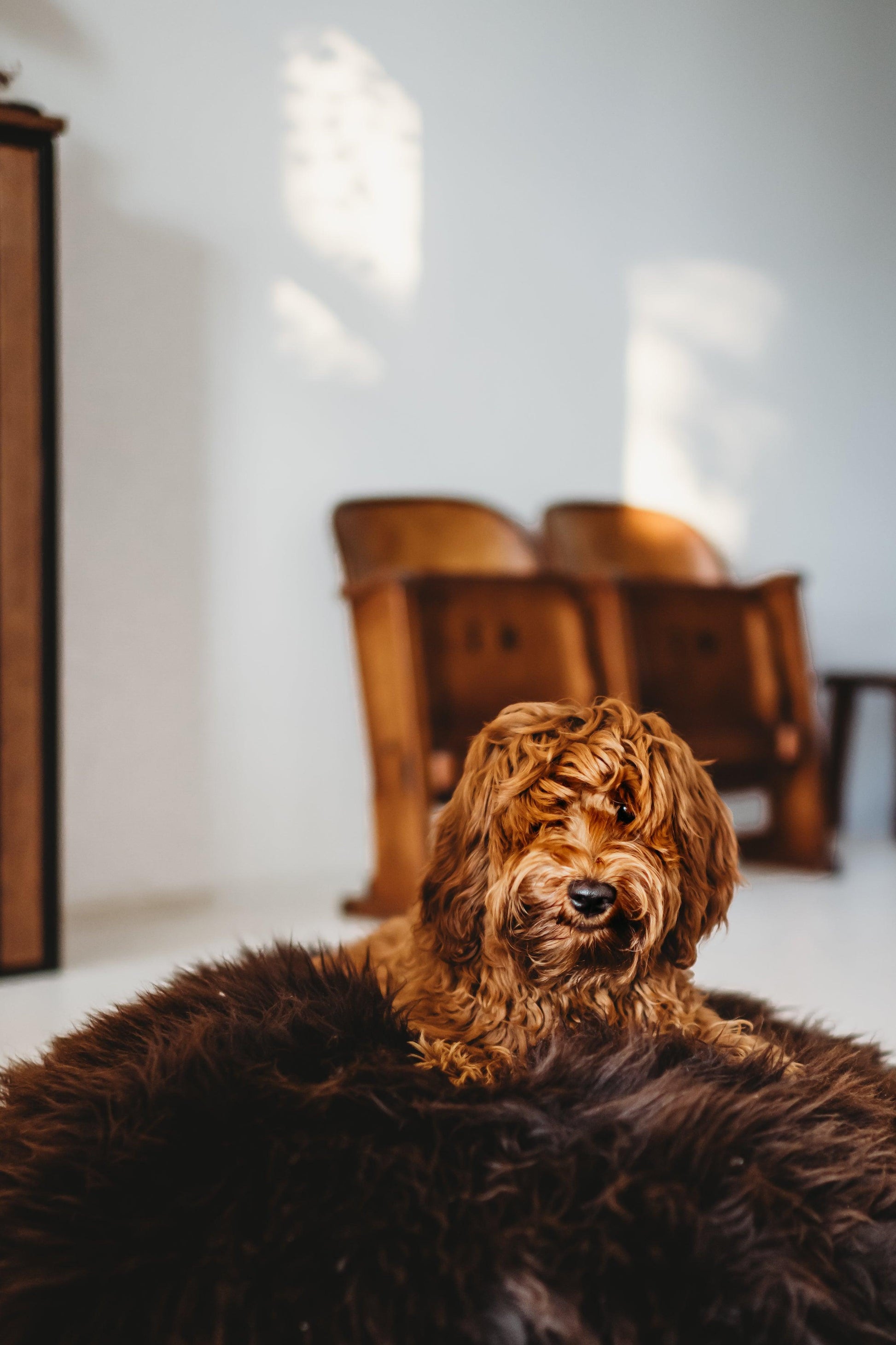 A brown dog lounging on an Oval Natural Sheepskin Pet Bed in a living room from Mellow Pet Store.