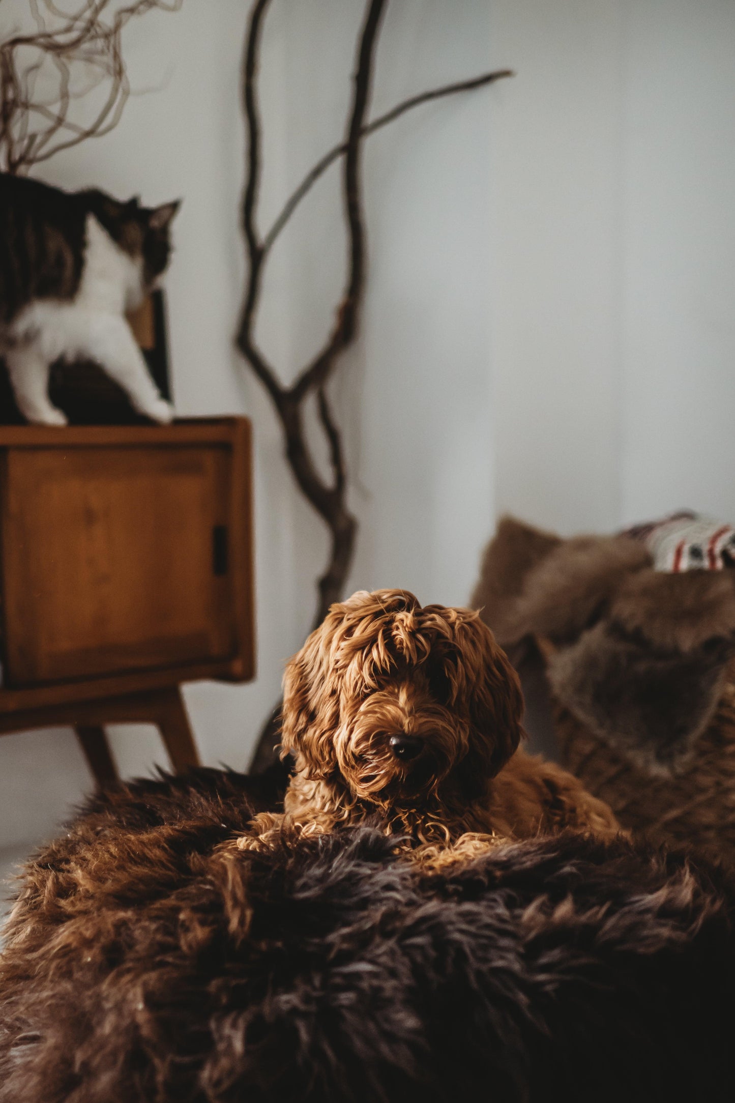 An eco-luxury Mellow Pet Store Oval Natural Sheepskin Pet Bed - Chocolate Brown, with a cat, relaxing on a fluffy bed.