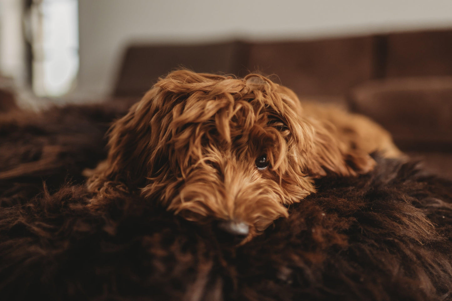 A brown dog resting on a Oval Natural Sheepskin Pet Bed in Chocolate Brown from Mellow Pet Store.