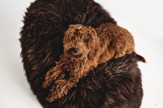 A brown dog lounging on an Oval Natural Sheepskin Pet Bed - Chocolate Brown from Mellow Pet Store.