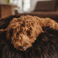 A brown dog lounging on a black bean bag, surrounded by Mellow Pet Store's Oval Natural Sheepskin Pet Bed in Chocolate Brown.