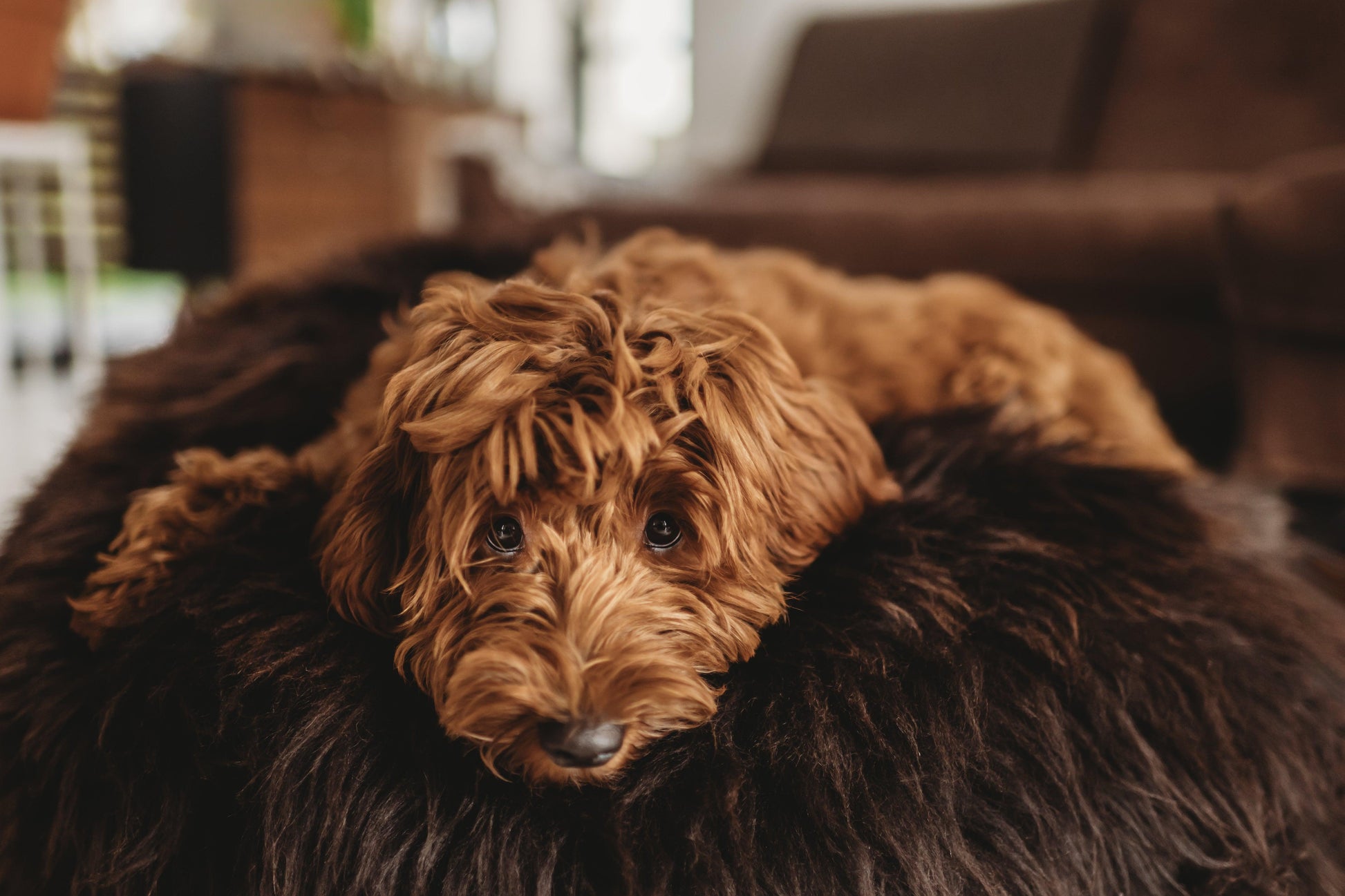 A brown dog lounging on a black bean bag, surrounded by Mellow Pet Store's Oval Natural Sheepskin Pet Bed in Chocolate Brown.