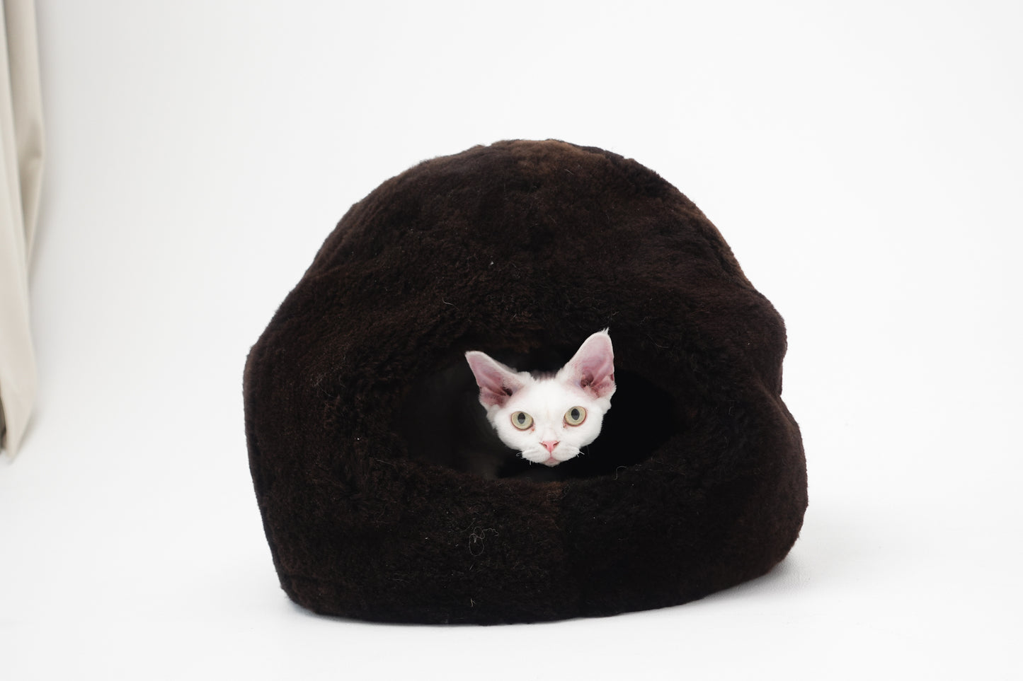 Small white kitten peeking out from a black cat bed on a white background | Natural, non‑toxic pet nest for cats and small dogs | Cozy, handmade pet furniture, natural wool and sheepskin

