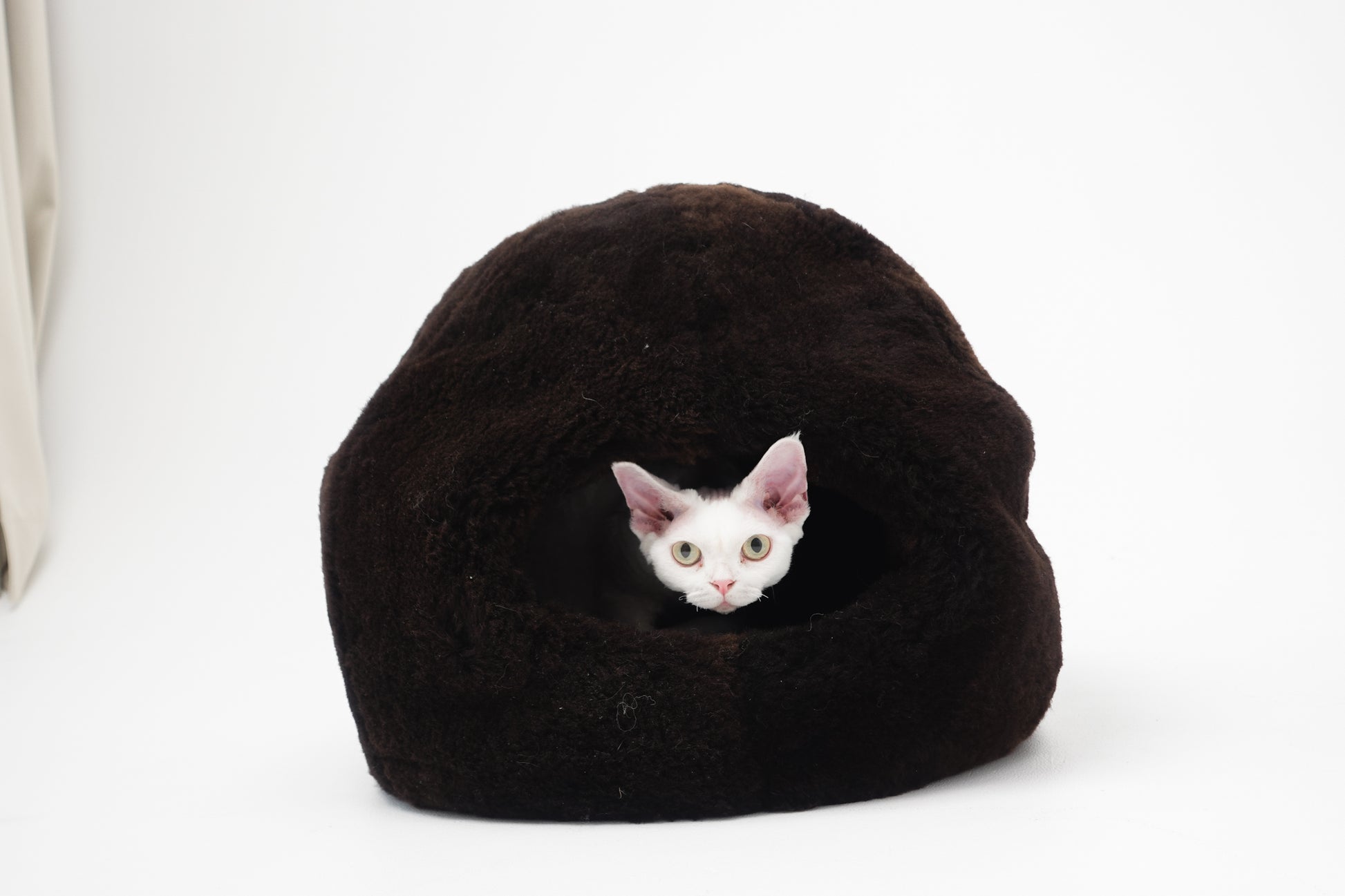 Small white kitten peeking out from a black cat bed on a white background | Natural, non‑toxic pet nest for cats and small dogs | Cozy, handmade pet furniture, natural wool and sheepskin

