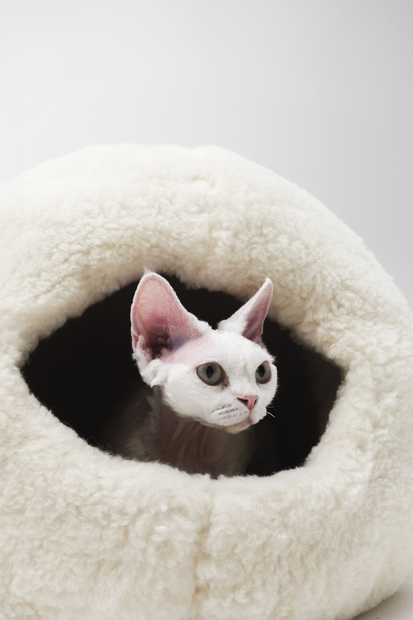 Cat peeking out from a white woolen pet bed against a light gray background | Natural, non‑toxic pet nest for cats and small dogs | Cozy, handmade pet furniture, natural wool and sheepskin

