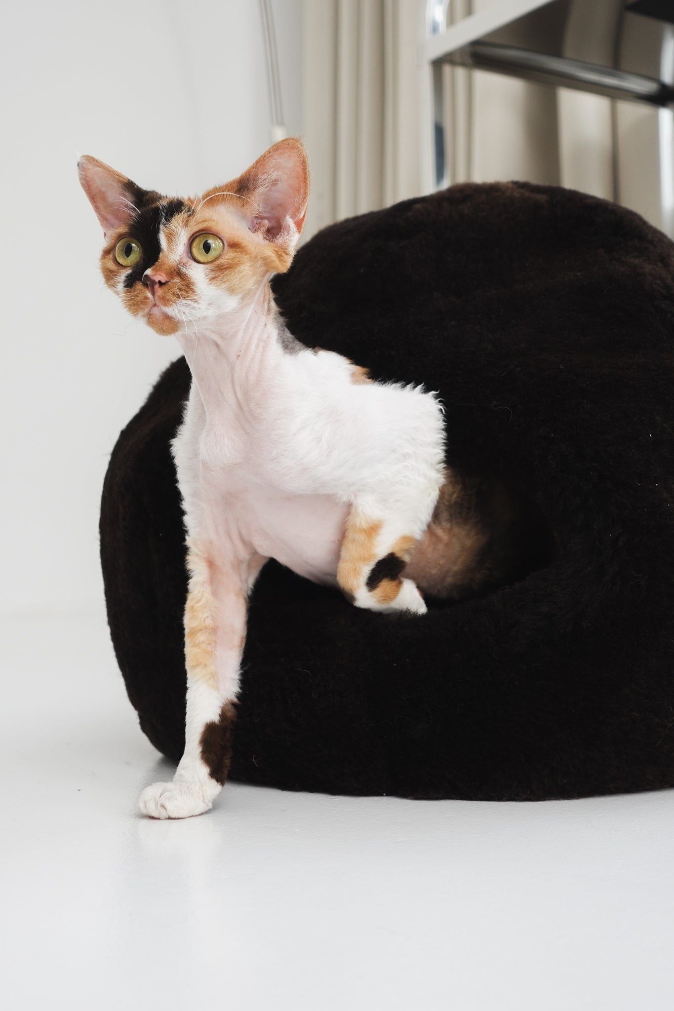 Cat with a black cave sheepskin bed on a white floor | Natural, non‑toxic pet nest for cats and small dogs | Cozy, handmade pet furniture, natural wool and sheepskin

