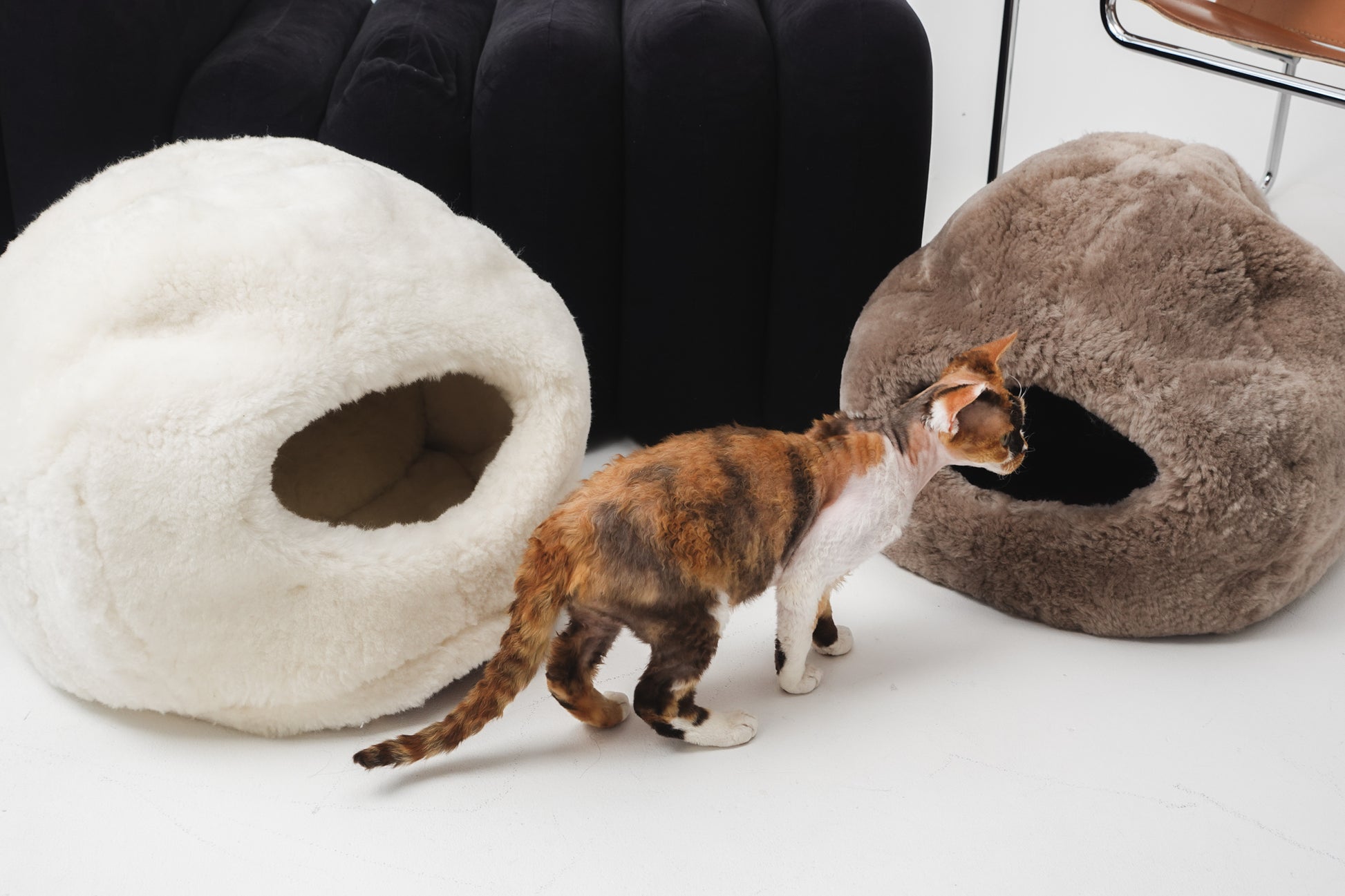 Cat exploring two natural cat beds, one white and one brown, on a light surface. | Natural, non‑toxic pet nest for cats and small dogs | Cozy, handmade pet furniture, natural wool and sheepskin

