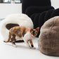 Cat walking on a white floor near fluffy sheepskin cat beds and chairs. | Natural, non‑toxic pet nest for cats and small dogs | Cozy, handmade pet furniture, natural wool and sheepskin

