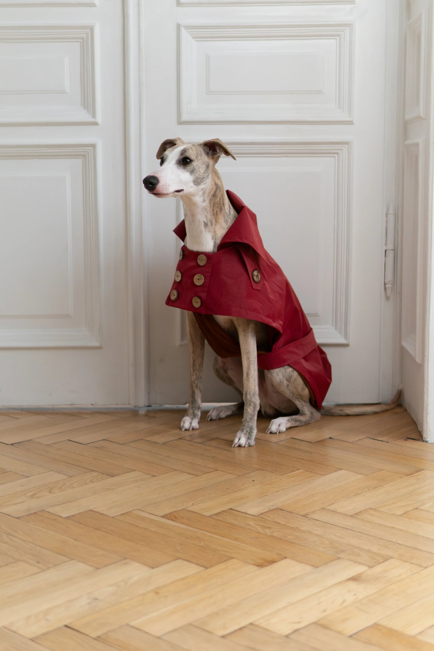 Water-repellent Dog Trench Coat - Burgundy Red - MellowConceptStore