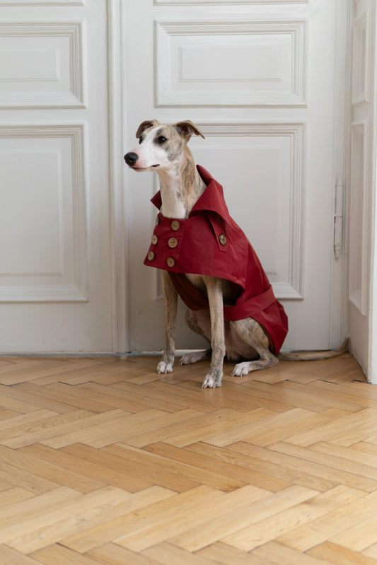 Water-repellent Dog Trench Coat - Burgundy Red - MellowConceptStore