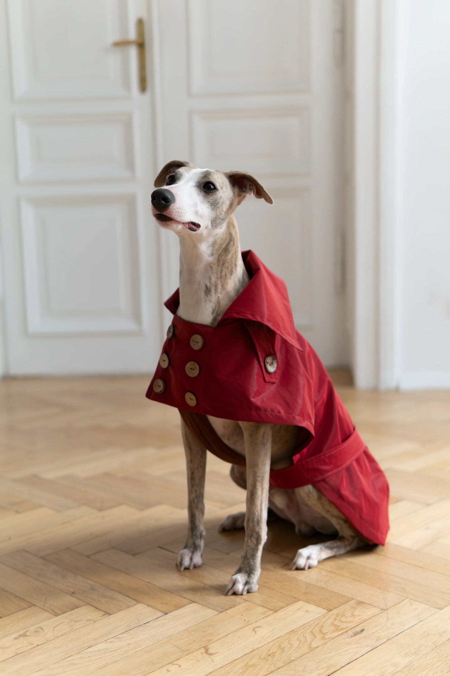 Water-repellent Dog Trench Coat - Burgundy Red - MellowConceptStore