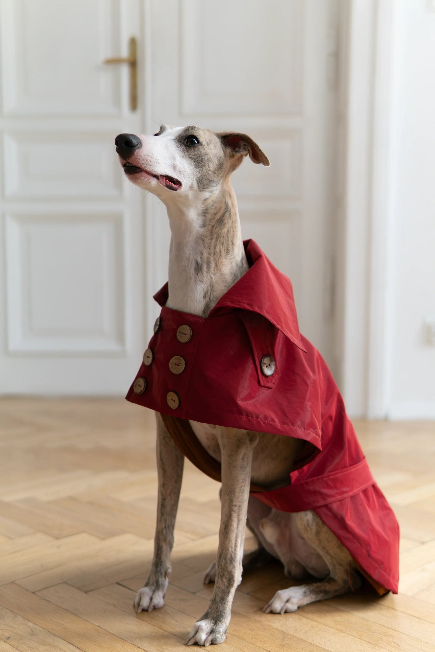 Water-repellent Dog Trench Coat - Burgundy Red - MellowConceptStore