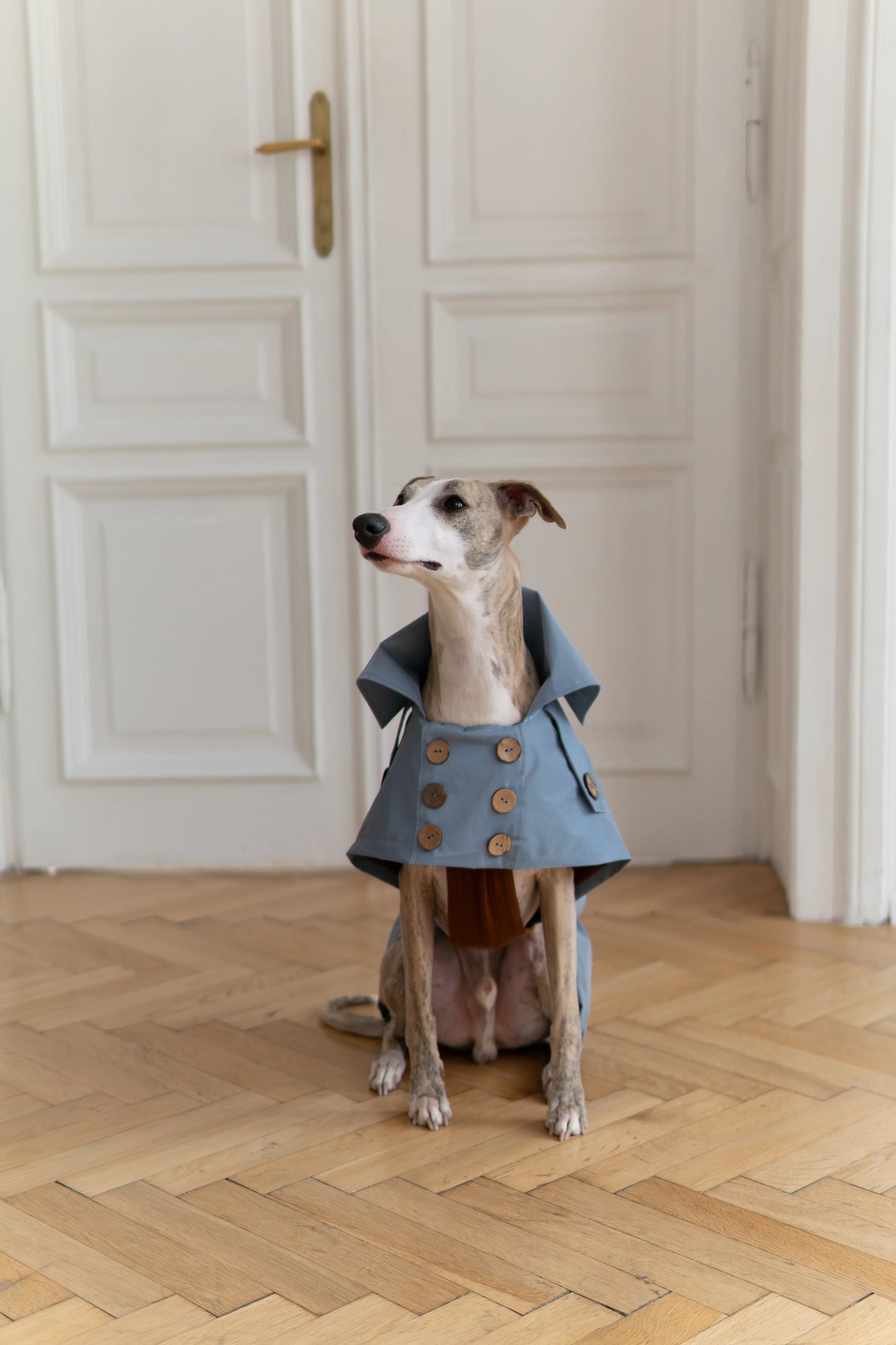 Water-repellent Dog Trench Coat - Light Blue - MellowConceptStore