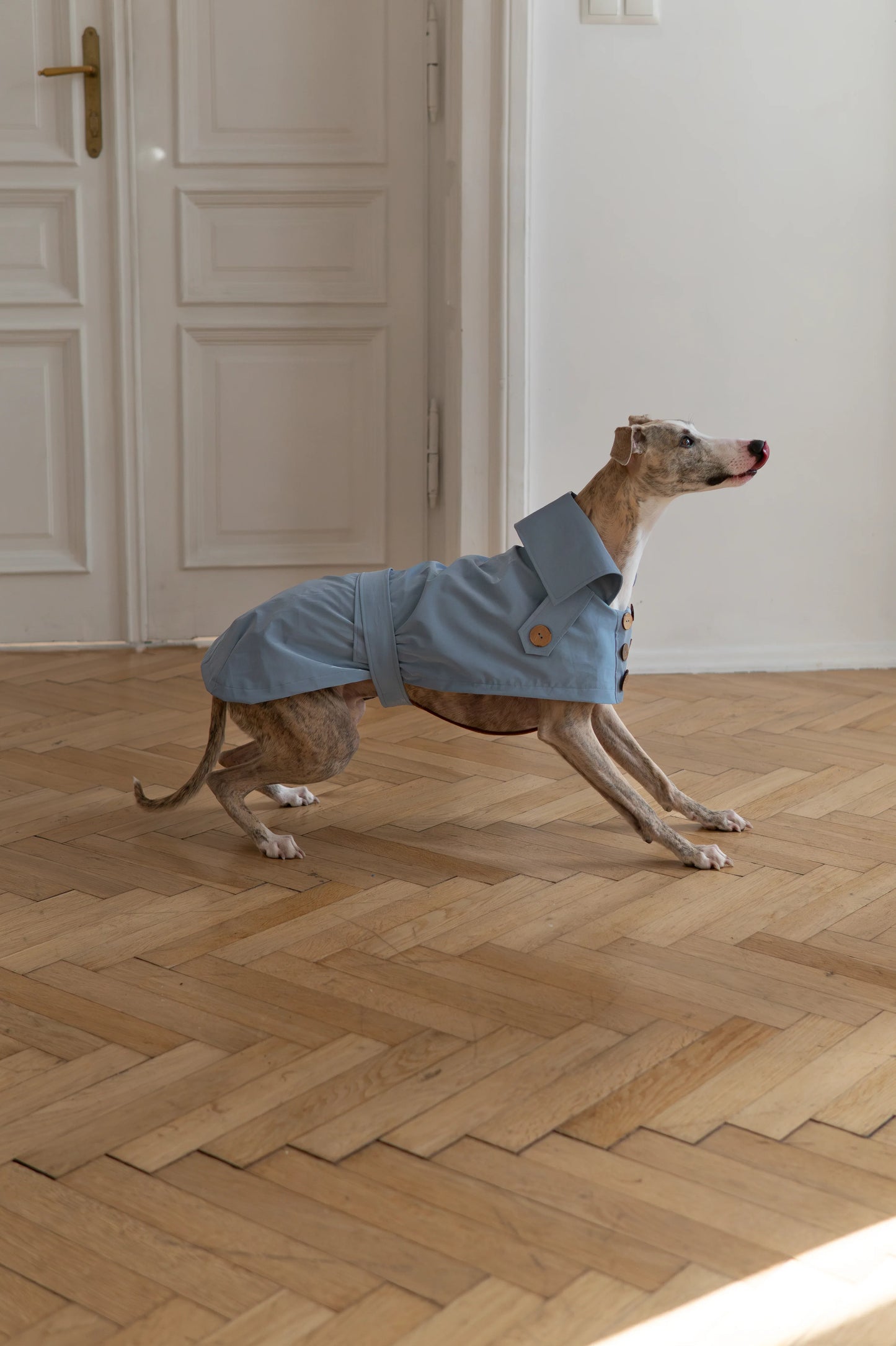 Water-repellent Dog Trench Coat - Light Blue - MellowConceptStore