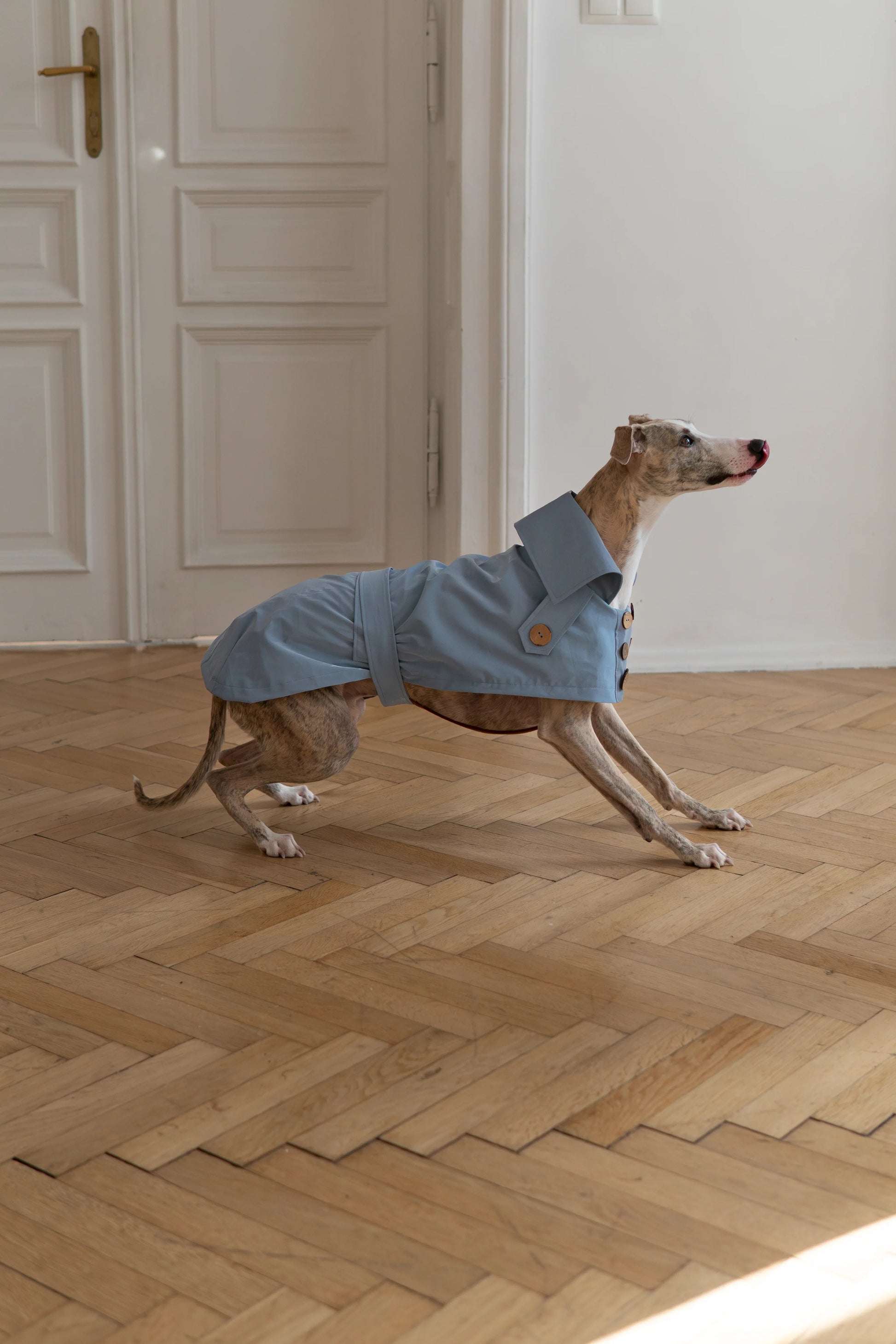 Water-repellent Dog Trench Coat - Light Blue - MellowConceptStore