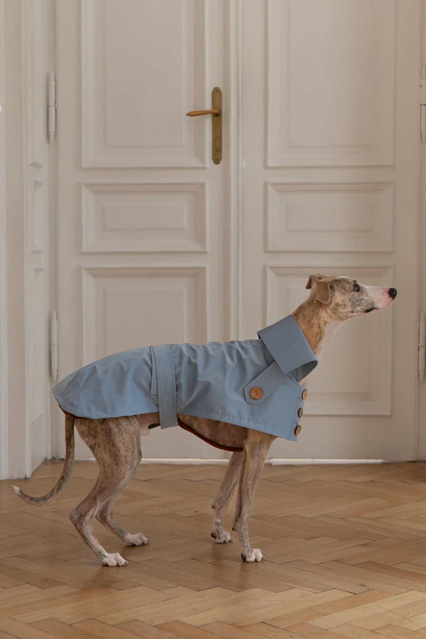 Water-repellent Dog Trench Coat - Light Blue - MellowConceptStore