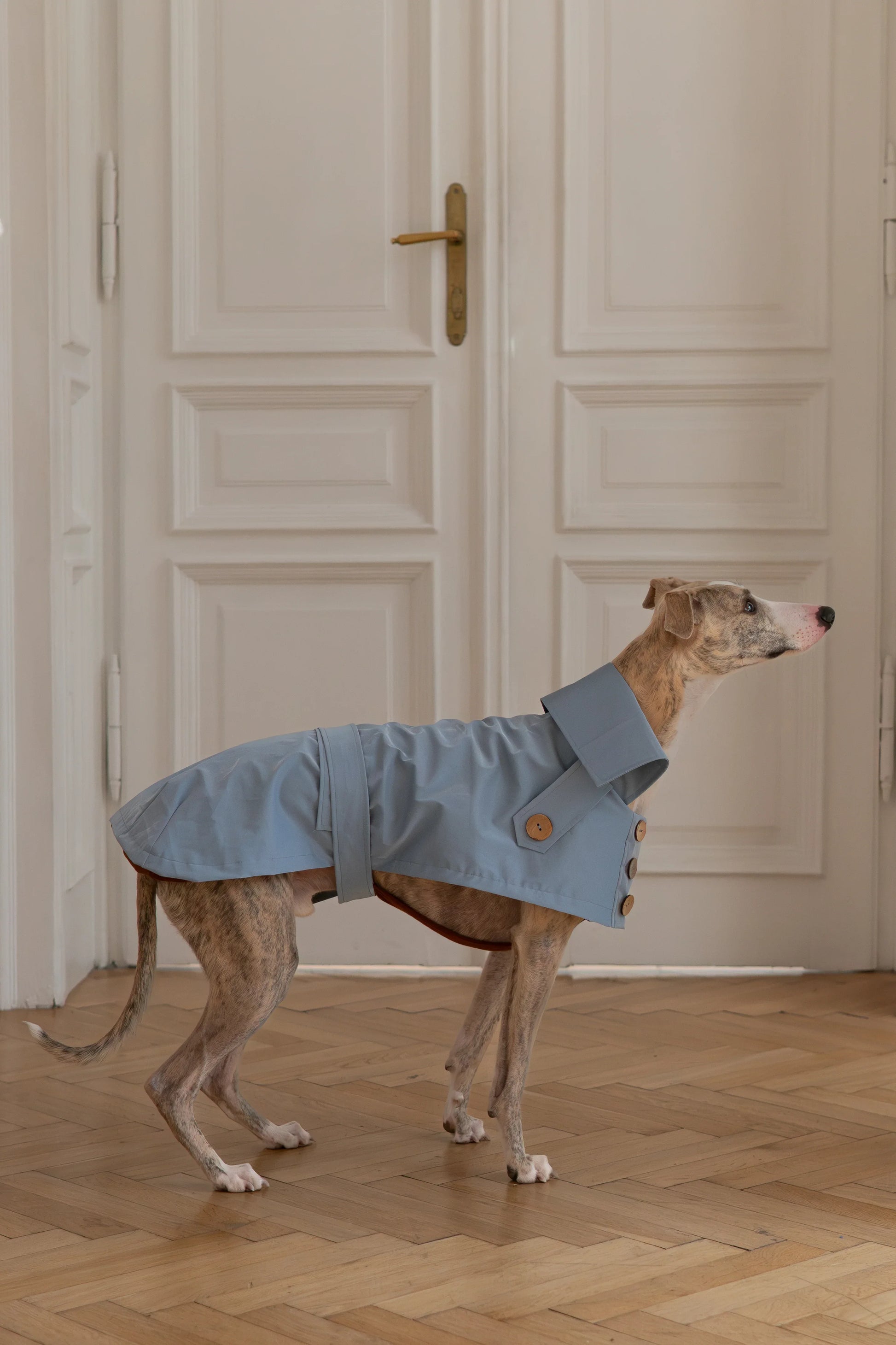 Water-repellent Dog Trench Coat - Light Blue - MellowConceptStore