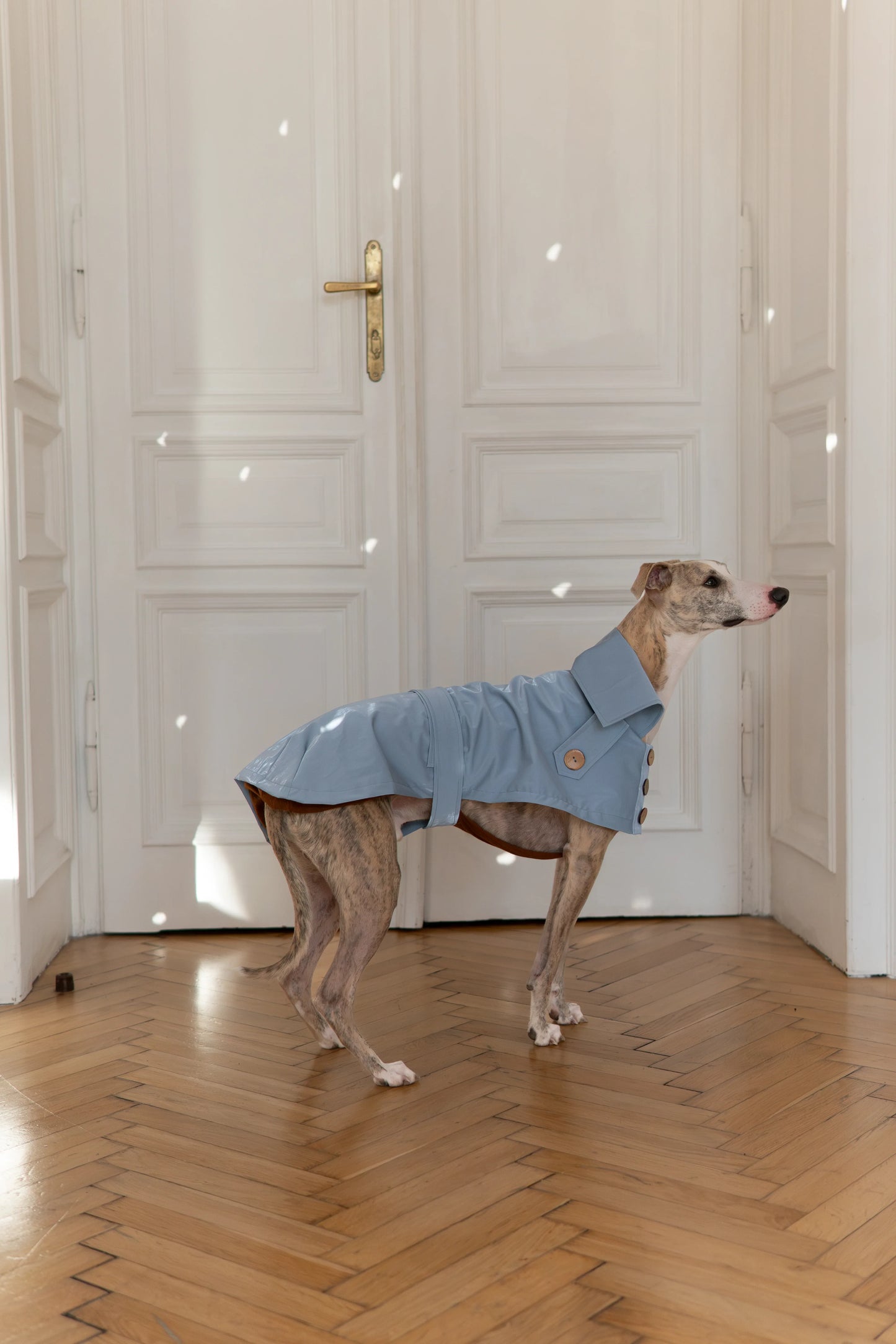 Water-repellent Dog Trench Coat - Light Blue - MellowConceptStore
