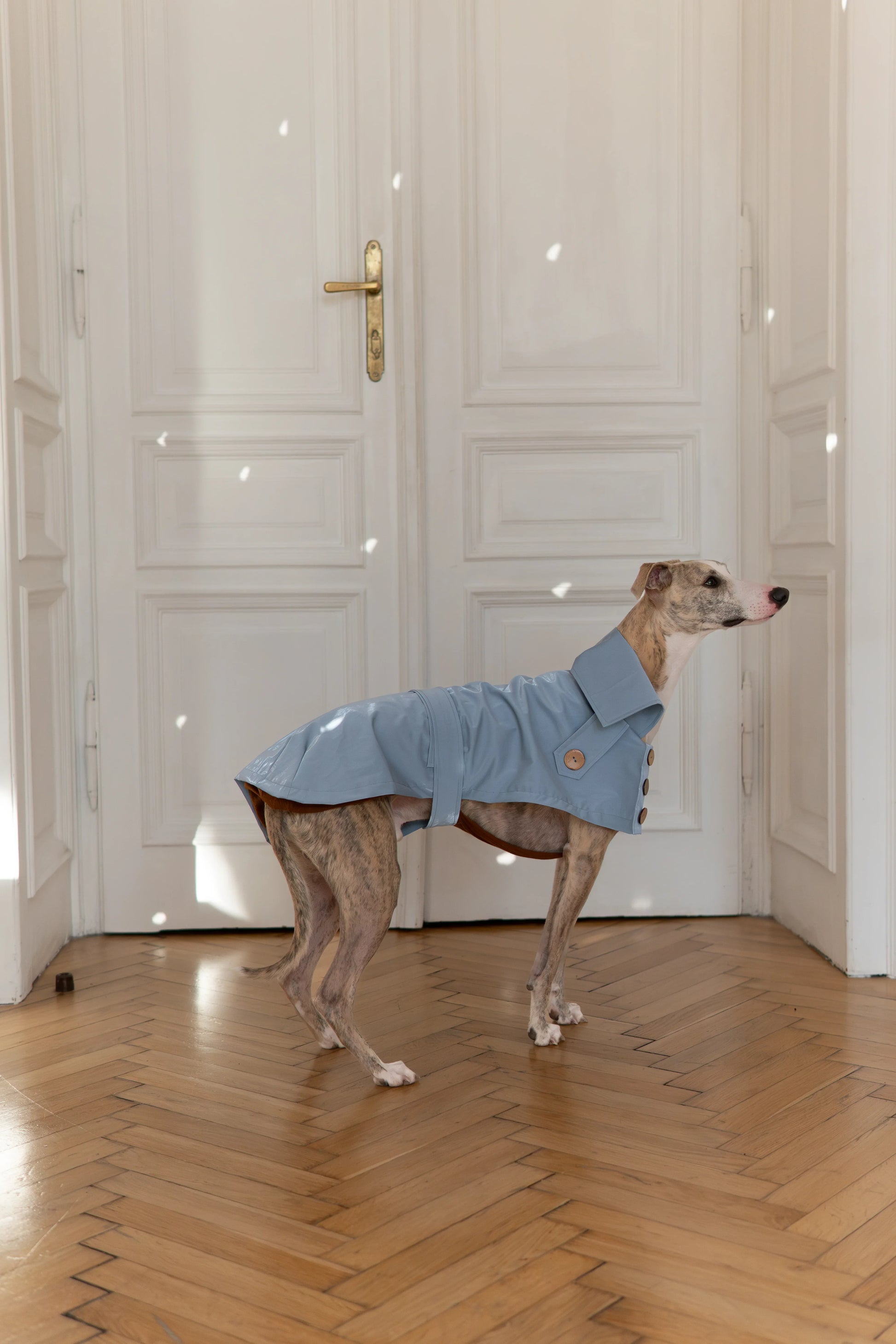 Water-repellent Dog Trench Coat - Light Blue - MellowConceptStore