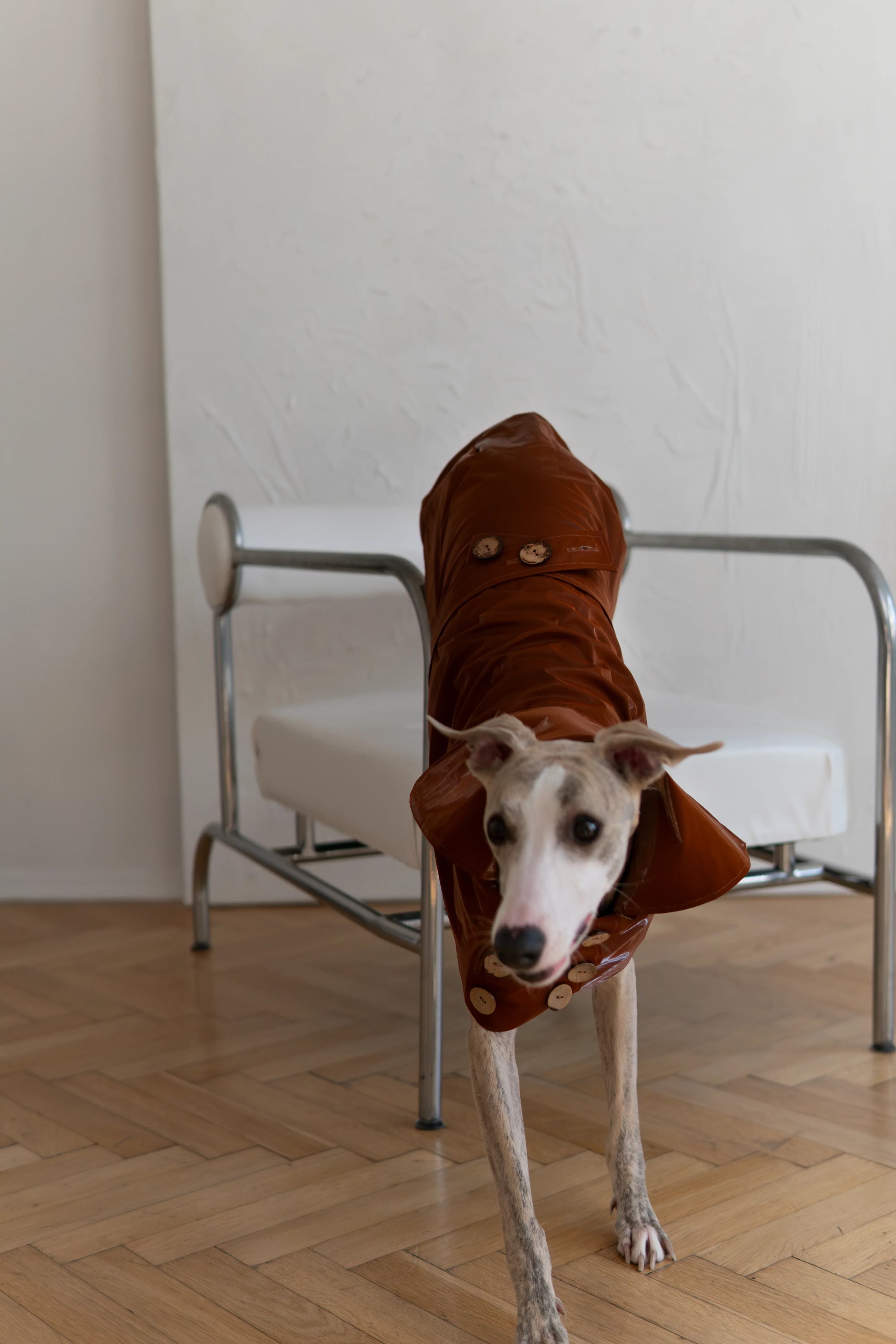Water-repellent Dog Trench Coat - Chocolate Brown - MellowConceptStore