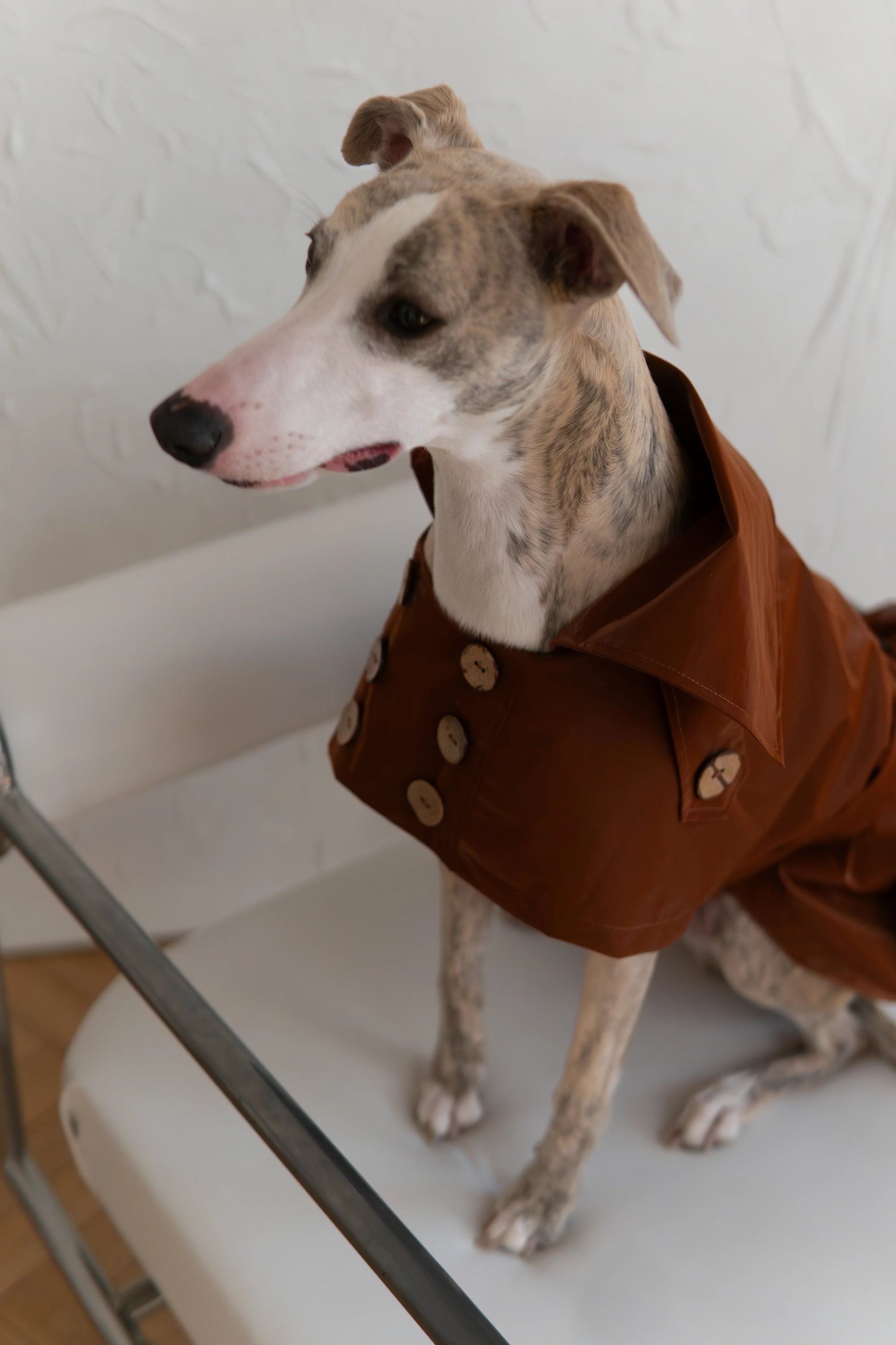 Water-repellent Dog Trench Coat - Chocolate Brown - MellowConceptStore