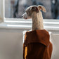 Water-repellent Dog Trench Coat - Chocolate Brown - MellowConceptStore