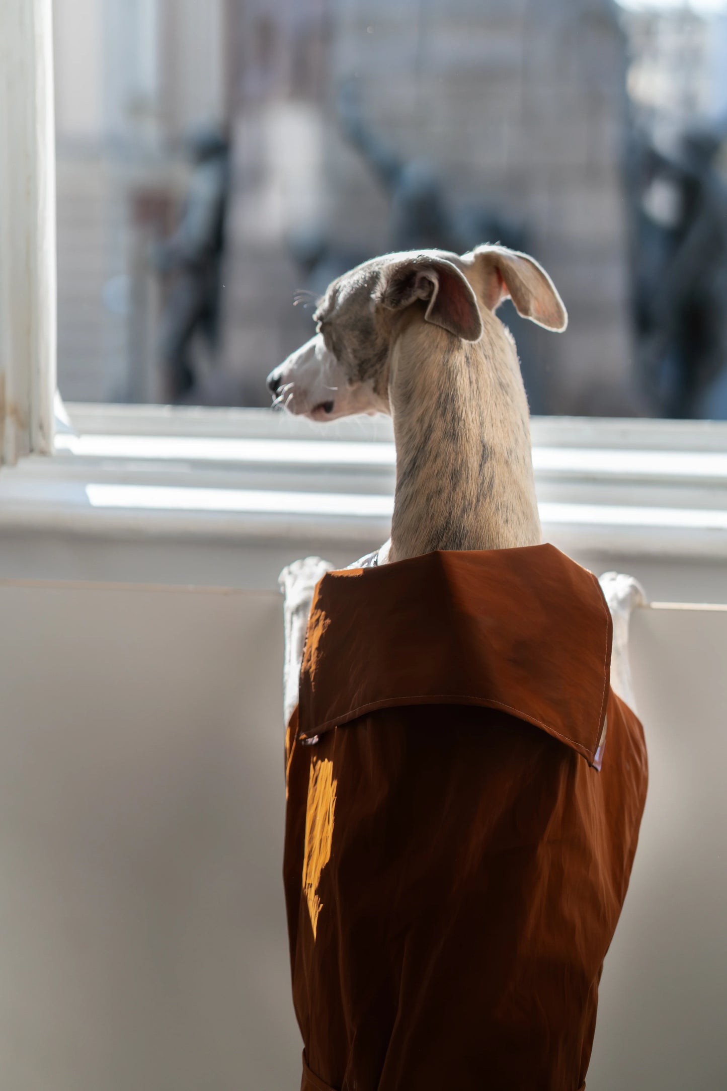 Water-repellent Dog Trench Coat - Chocolate Brown - MellowConceptStore