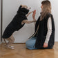 Woolen Dog Vest - Charcoal - MellowConceptStore
