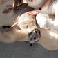 Natural Sheepskin Ivory Carpet - Irregular - MellowConceptStore