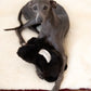 Natural Sheepskin Dog Toy - Bone - Black - MellowConceptStore