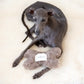Natural Woolen Dog Toy - Bone - Beige - MellowConceptStore