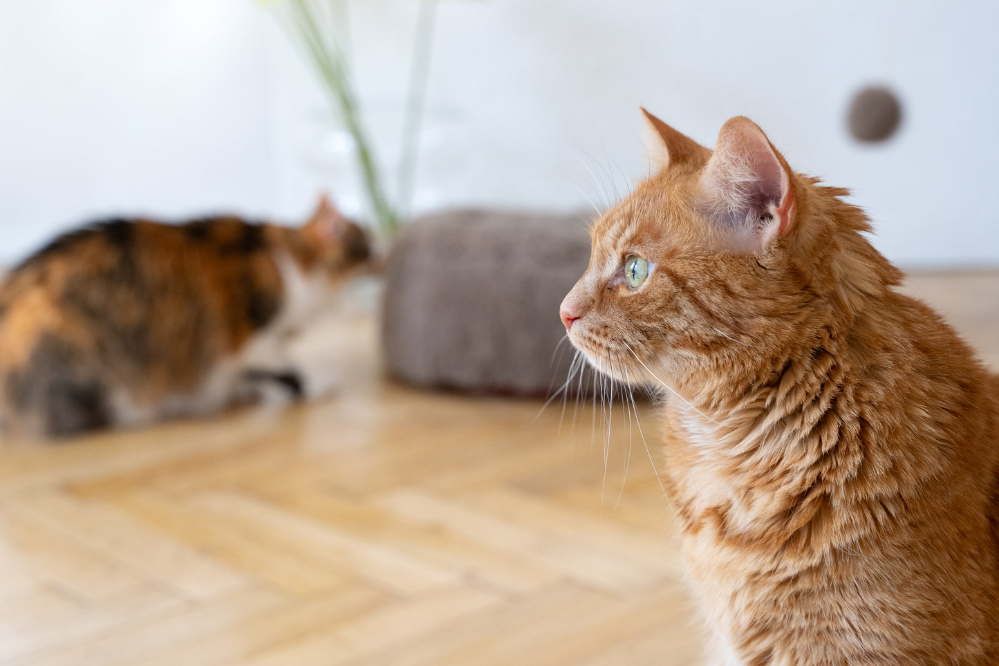 Round Natural Wool Pet Bed Beige