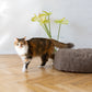 Oval Natural Wool Pet Bed  Beige