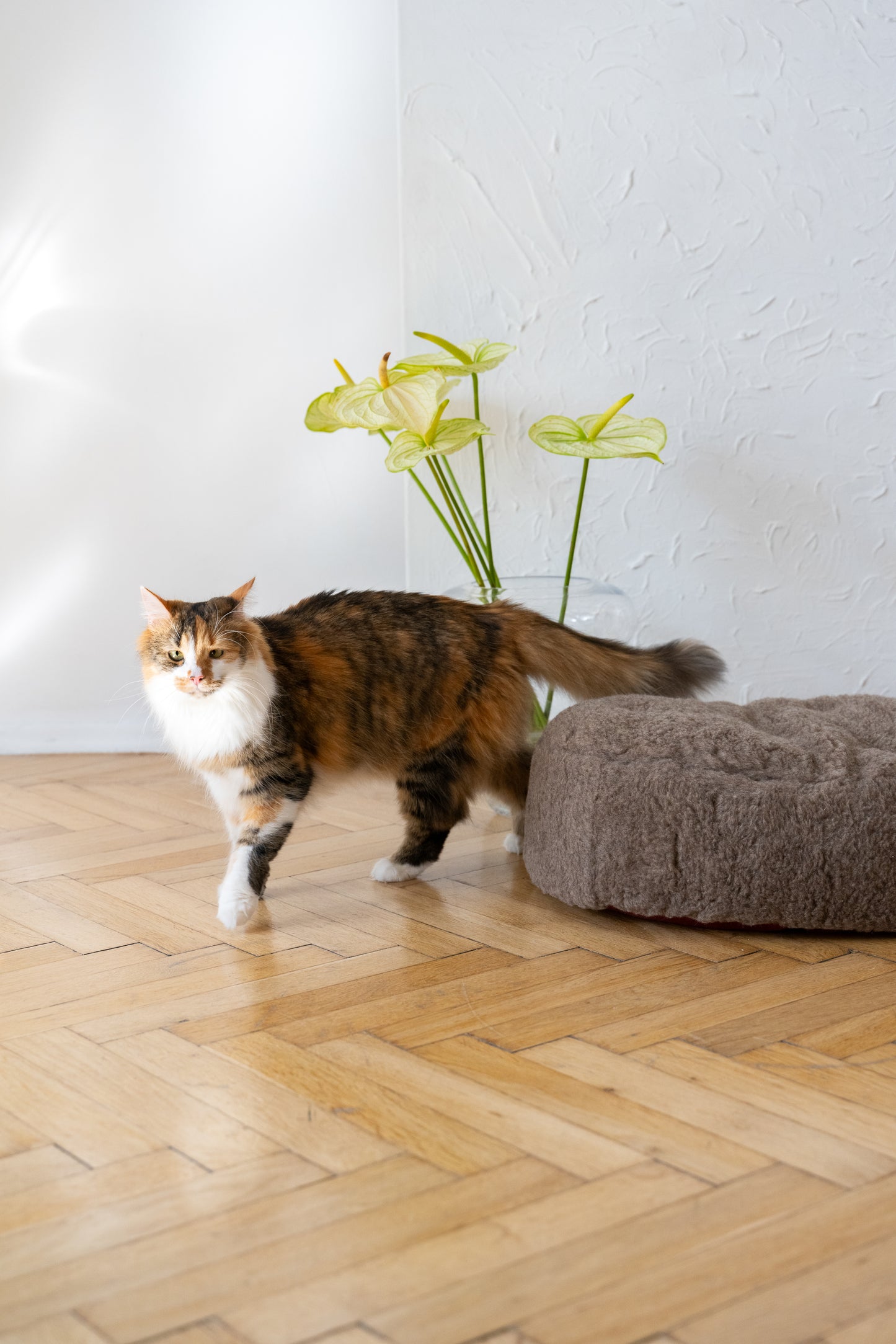 Oval Natural Wool Pet Bed  Beige