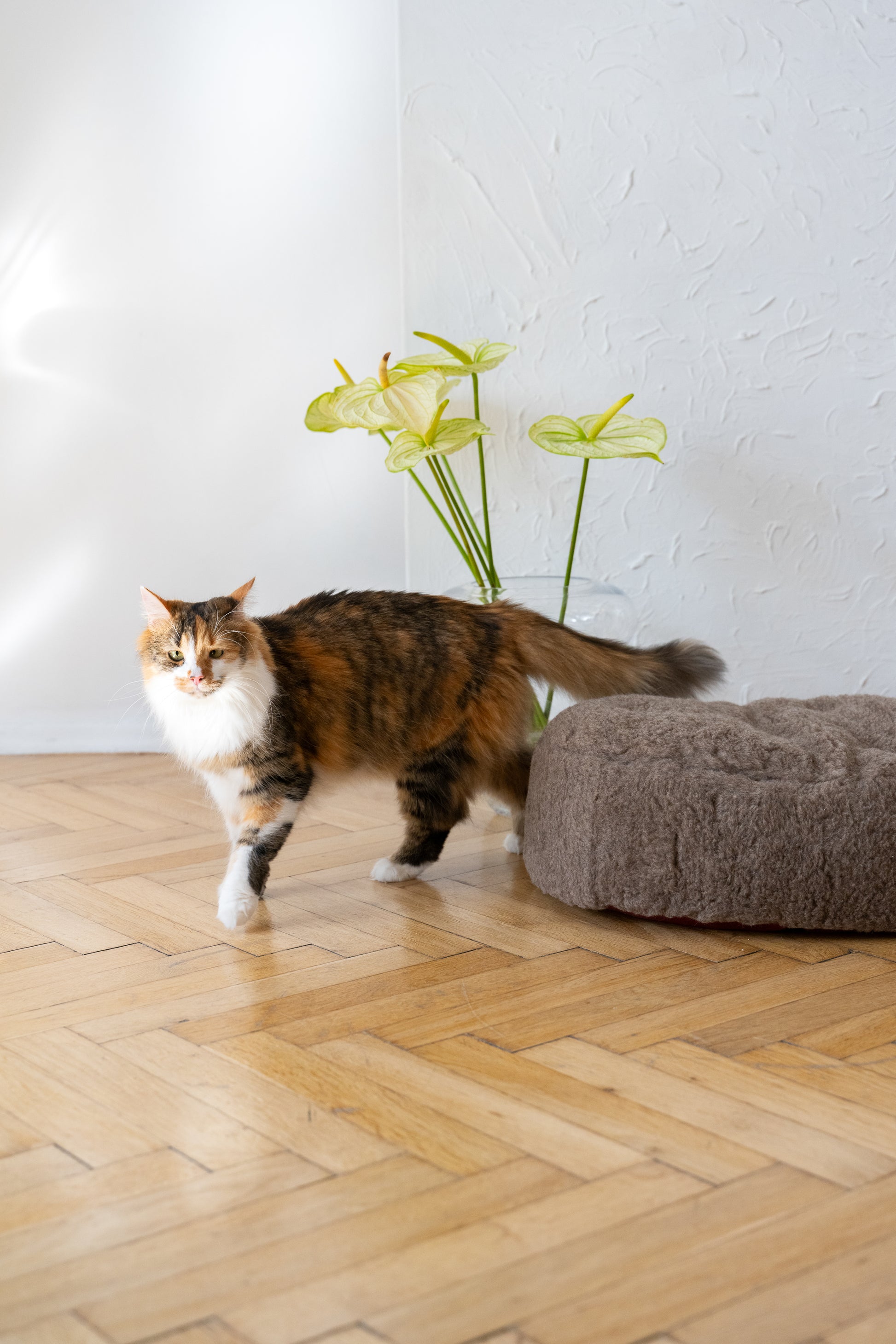 Oval Natural Wool Pet Bed  Beige