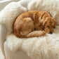 Genuine Ivory Sheepskin Couch Cover for Dogs — Natural Sofa Protector (Plastic-Free) - MellowConceptStore