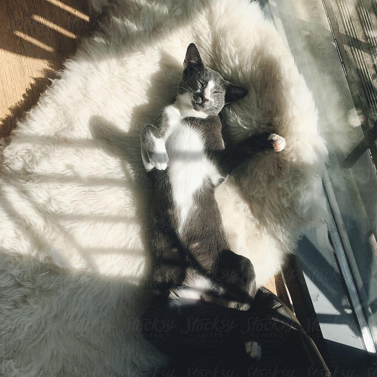 A grey and white cat relaxing on a Mellow Pet Store Natural Sheepskin Rug for Pet.