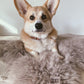 An eco-friendly corgi relaxing on a Mellow Pet Store Square or Rectangular Natural Sheepskin Pet Mat in Greige.