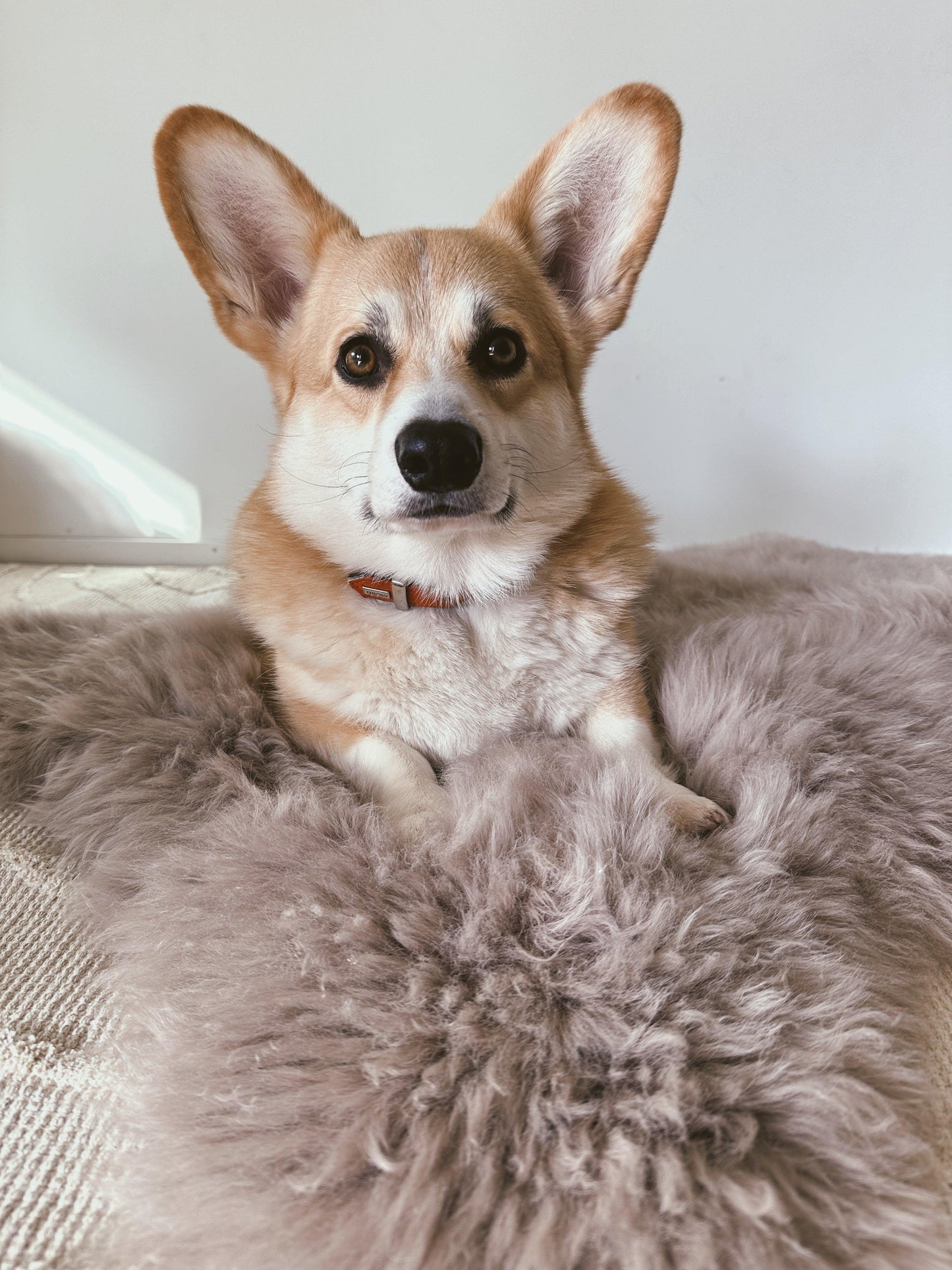 An eco-friendly corgi relaxing on a Mellow Pet Store Square or Rectangular Natural Sheepskin Pet Mat in Greige.